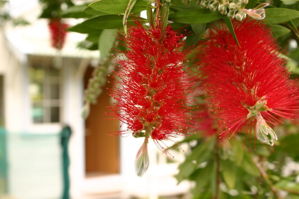 Bluff Hill Bed & Breakfast Napier Bagian luar foto
